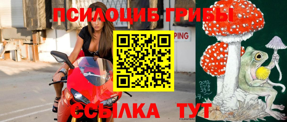 Псилоцибиновые грибы Psilocybe Прохладный